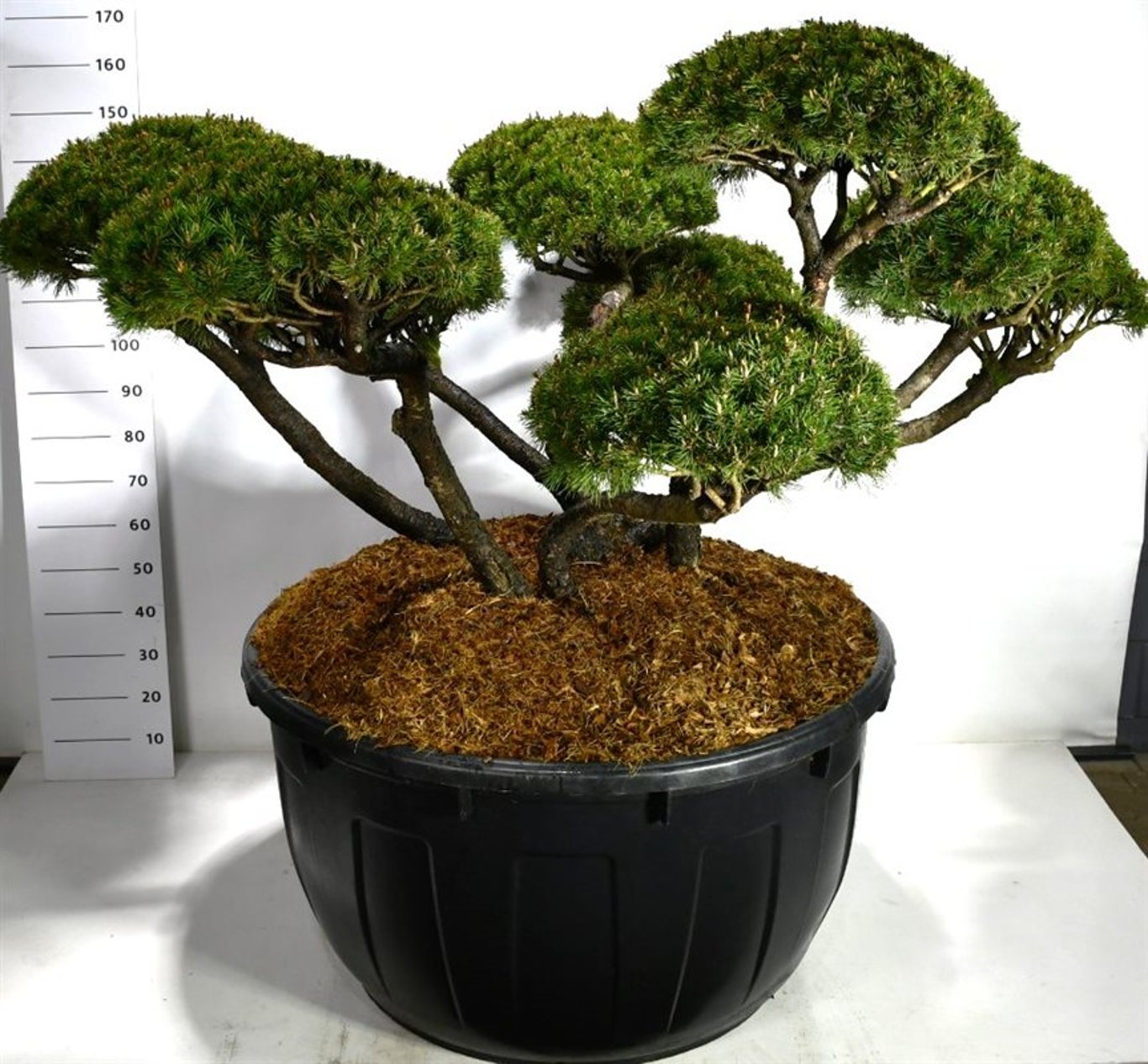 Pinus mugo mugo - 175-200 CM Bonsai Cont.